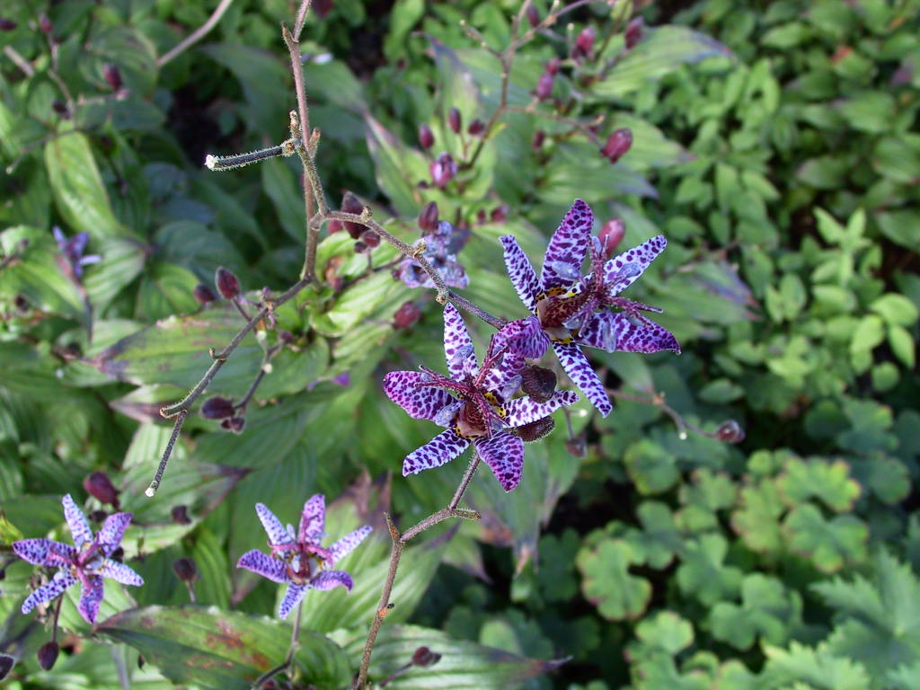 Tricyrtis formosana Musamunai 02.jpg
